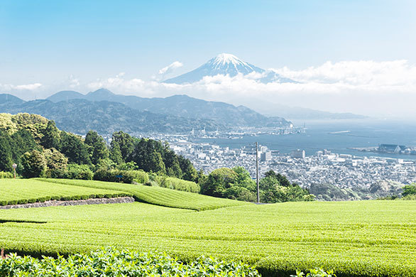 新緑と茶畑のまばゆい絶景を求めて お茶の魅力を五感で感じる静岡旅へ 旬がいっぱい 初夏の静岡へ