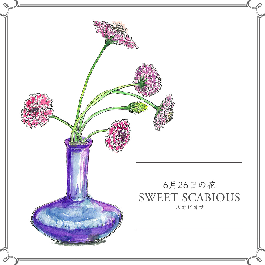 6月26日の花 丸っこいスカビオサ 色が豊富 ふわふわの花びらが可愛い 今日 花を飾るなら ブルームカレンダー