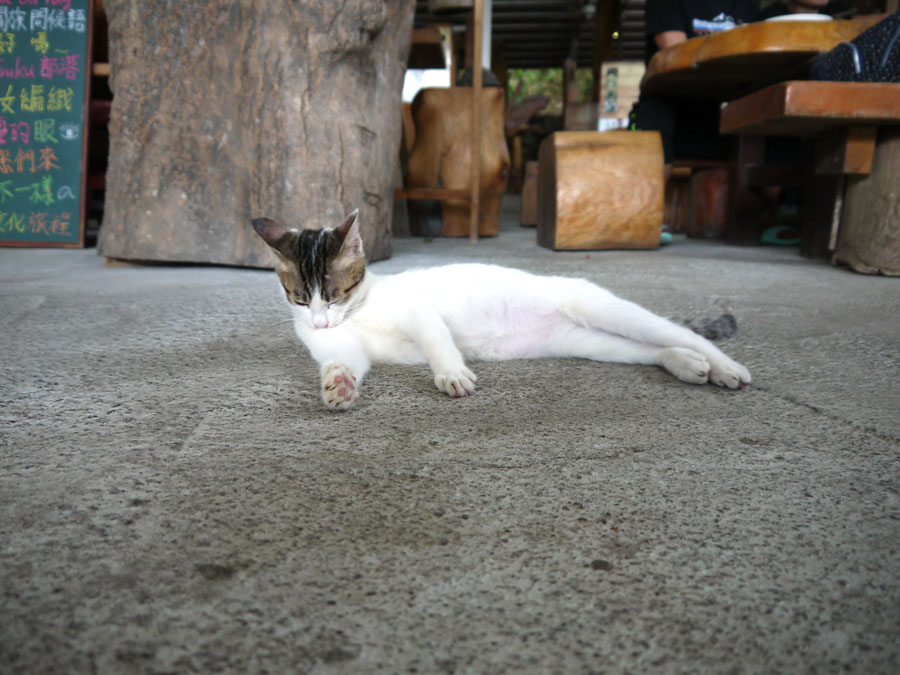 2ページ目 気ままにくつろぐ猫に癒やされたい 台湾 看板猫がいるおすすめ観光地 台湾ぶらぶら食べ歩き