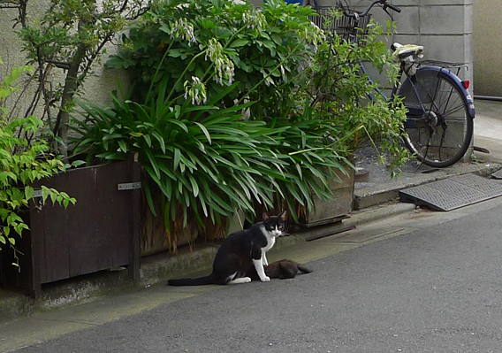 3ページ目)西小山の看板ネコ第3弾 自動車整備工場のミネ＆ラッキー 