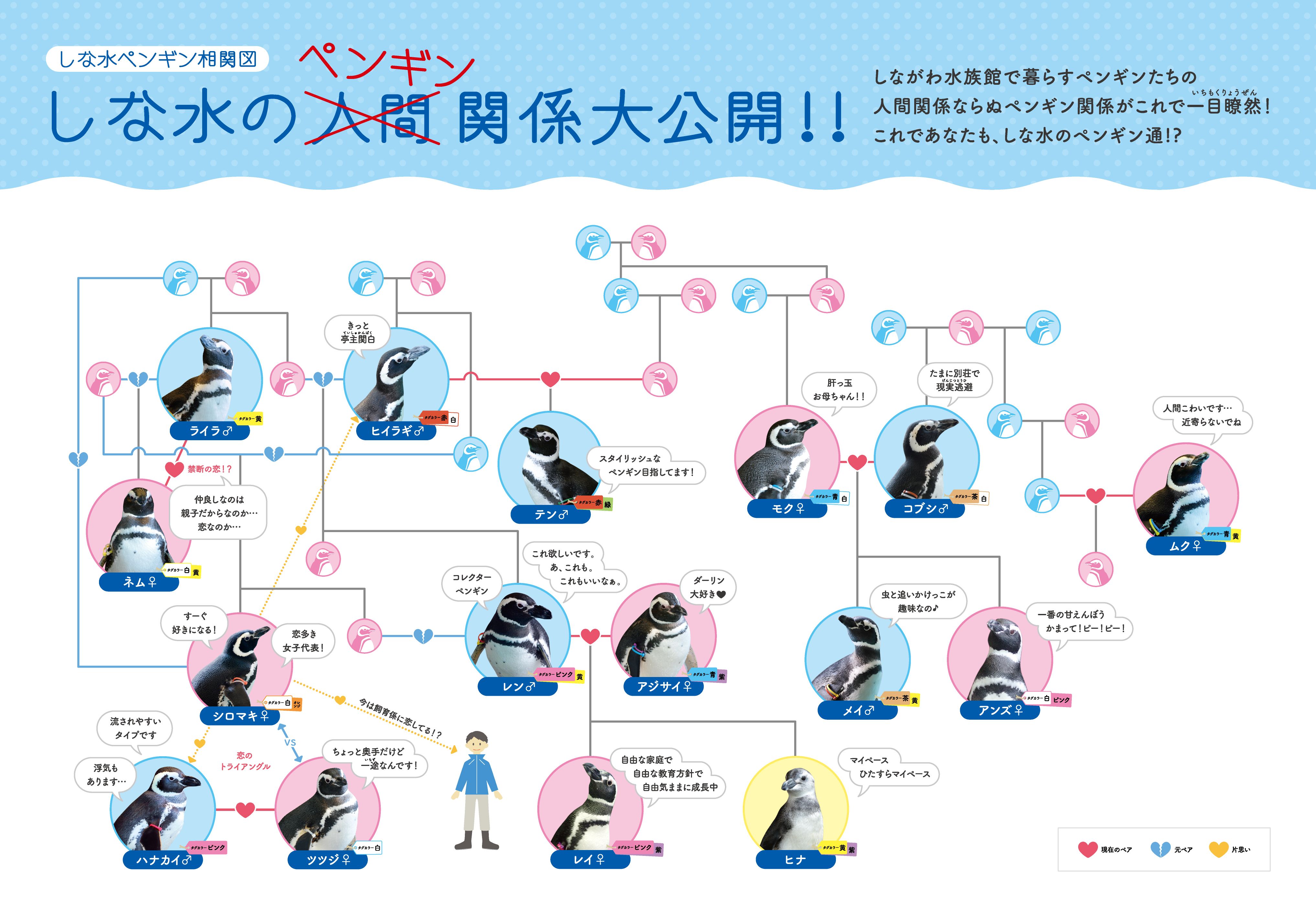 3ページ目 水族館職員が暴露する ペンギンの惚れっぽすぎる日常