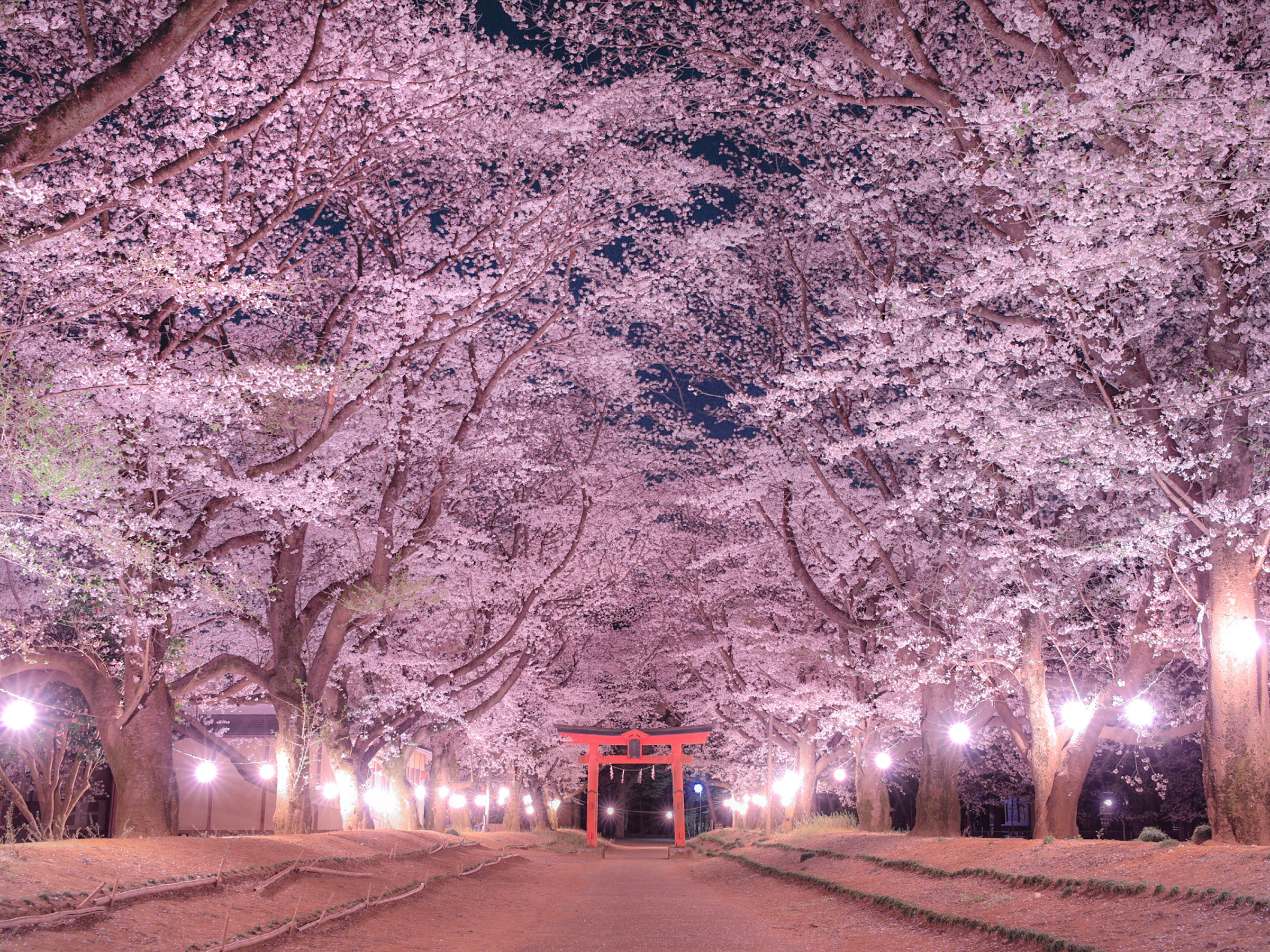 【茨城県】春の絶景・風物詩5選 ライトアップされた幻想的な桜の参道