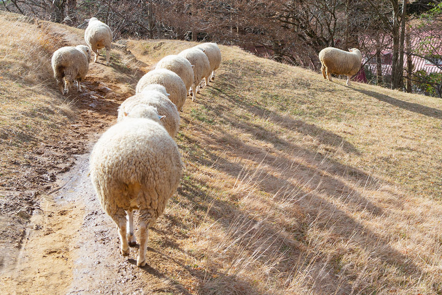 秋の夜長は羊を数えて癒される 写真で会いに行くまきばの羊 写真 21枚目