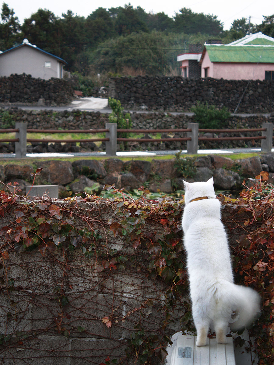 モフモフ白猫に19万人が夢中 韓国で最も有名な 普通の猫 ヒック 写真 6枚目