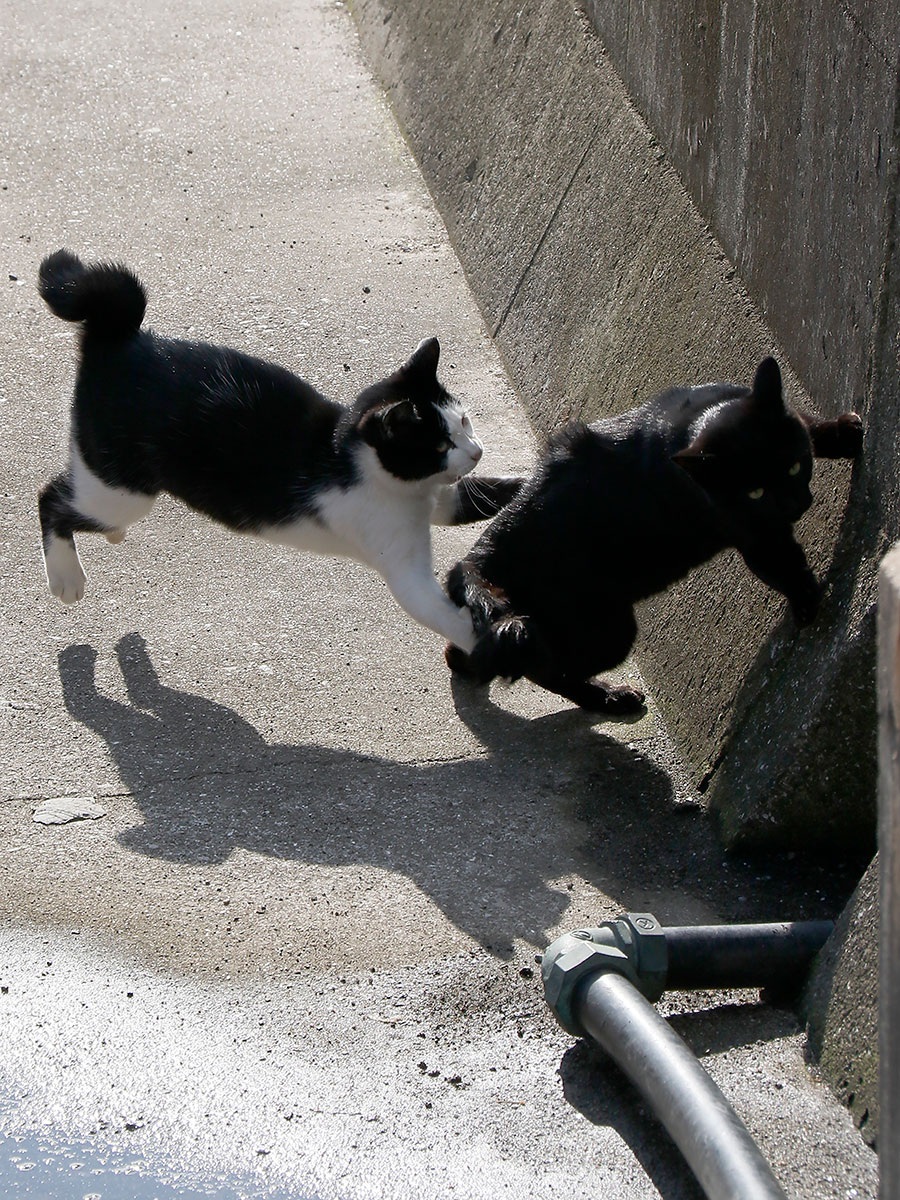 クスっと笑える猫画像60枚超 動物写真家による面白にゃんこ画像まとめ 佐々木まことの犬猫脱力写真館 写真 8枚目