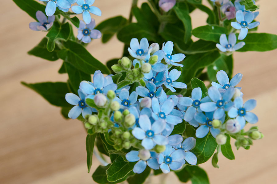 青い花 で夏の暮らしを涼やかに インクを使って簡単に作る方法も 新しい私を 花と Playful Flower Life